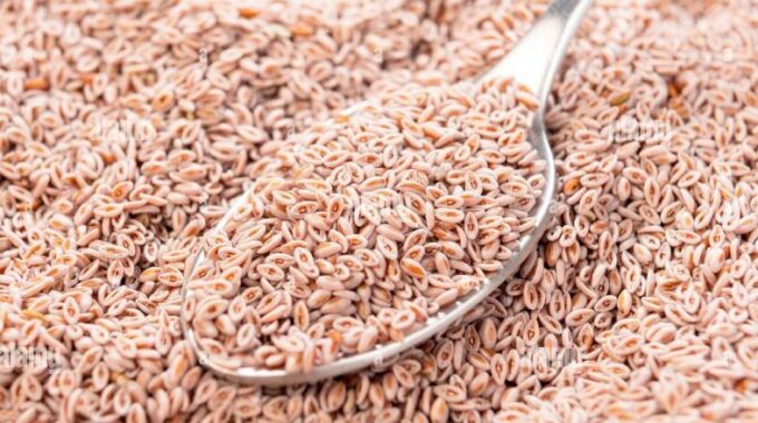 Esto es lo que realmente le hace la cáscara de psyllium a tu cuerpo